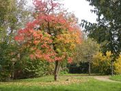 2013-11-02-021-Quince